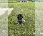 Small Photo #4 Bluetick Coonhound Puppy For Sale in HAVRE DE GRACE, MD, USA