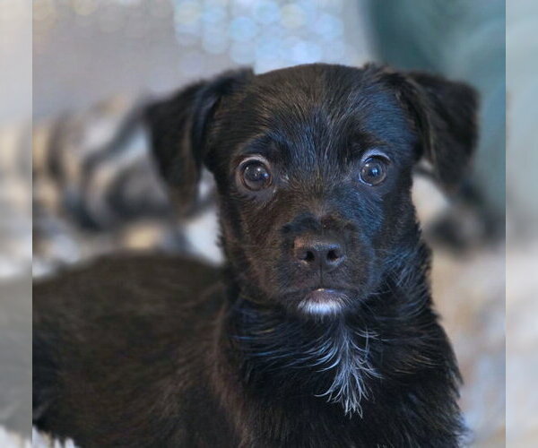 Medium Photo #5 Chiweenie Puppy For Sale in Chino Hills, CA, USA