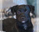 Small #4 Chiweenie
