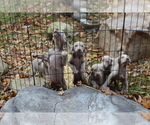 Small Photo #2 Weimaraner Puppy For Sale in HEMLOCK, MI, USA