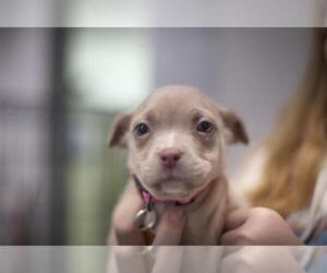 Mutt Dogs for adoption in Mountain Home, AR, USA