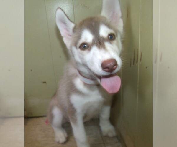Medium Photo #1 Siberian Husky Puppy For Sale in PATERSON, NJ, USA