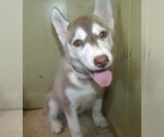 Small Photo #1 Siberian Husky Puppy For Sale in PATERSON, NJ, USA