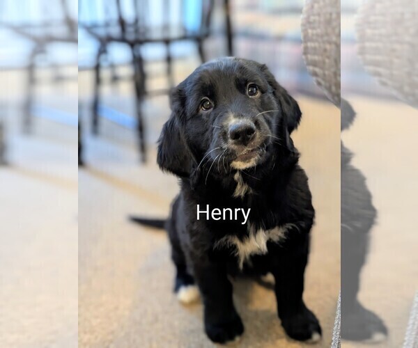 Medium Photo #4 Golden Mountain Dog Puppy For Sale in PLYMOUTH, ME, USA