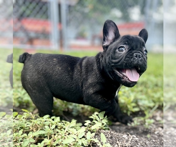 Medium Photo #8 French Bulldog Puppy For Sale in HIALEAH, FL, USA