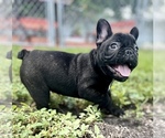 Small Photo #8 French Bulldog Puppy For Sale in HIALEAH, FL, USA
