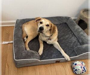 Retriever -Unknown Mix Dogs for adoption in Holly Springs, NC, USA
