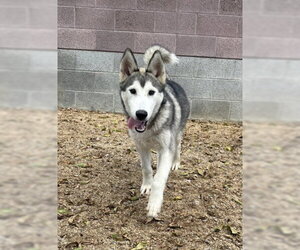 COLUMBIA - Male Siberian Husky Dog for Adoption - Photo #2