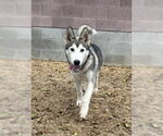 Small Photo #2 Siberian Husky Puppy For Sale in Redlands, CA, USA
