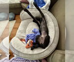 Small #17 Labrador Retriever