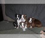 Small Photo #1 Boston Terrier Puppy For Sale in MAULDIN, SC, USA
