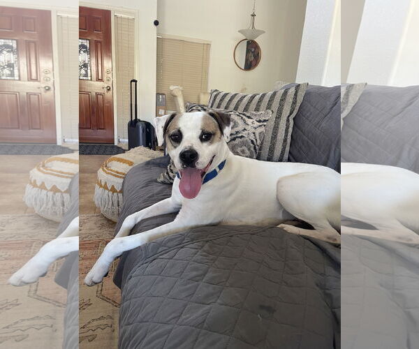 Medium Photo #7 Beagle-Unknown Mix Puppy For Sale in Chandler, AZ, USA
