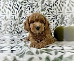 Small #3 Cavapoo