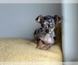 Chihuahua Puppy for Sale in HUFFMAN, Texas USA