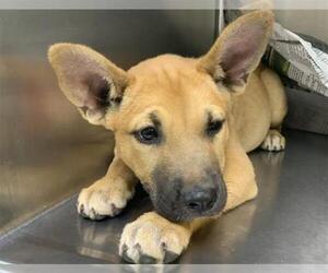 German Shepherd Dog-Unknown Mix Dogs for adoption in Visalia, CA, USA