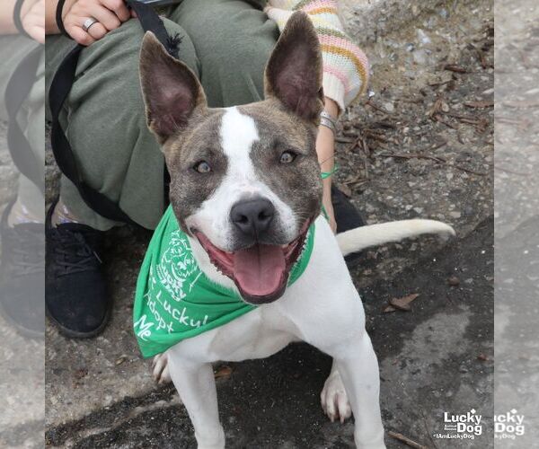 Medium Photo #2 Mutt Puppy For Sale in Washington, DC, USA