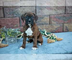 Medium Boxer