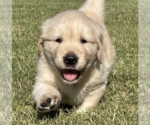 Golden Retriever Puppy for Sale in Normandy, Tennessee USA