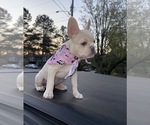 Puppy Pink French Bulldog