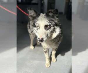 Australian Shepherd-Unknown Mix Dogs for adoption in Paso Robles, CA, USA