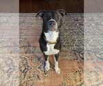 Small #4 Labrador Retriever Mix
