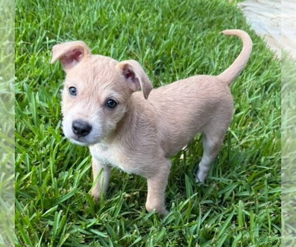Medium Photo #2 Border Terrier-Labrador Retriever Mix Puppy For Sale in Lakewood, CO, USA