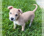 Small #1 Border Terrier-Labrador Retriever Mix