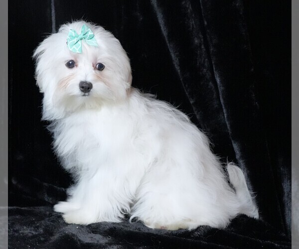 Medium Photo #9 Maltese Puppy For Sale in ROCK VALLEY, IA, USA
