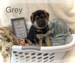 Puppy 3 German Shepherd Dog-Siberian Husky Mix