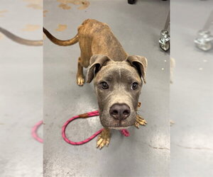 Mutt Dogs for adoption in Peoria, IL, USA