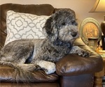 Small Photo #20 Goldendoodle Puppy For Sale in HUNTINGTON, WV, USA