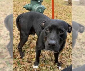 Staffordshire Bull Terrier-Unknown Mix Dogs for adoption in Houston, TX, USA