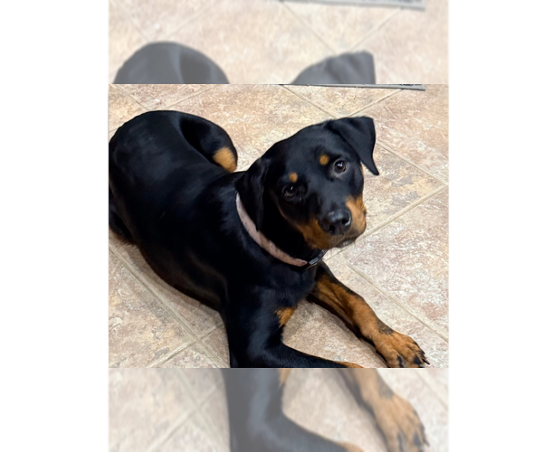 Medium Photo #1 Rottweiler Puppy For Sale in Gilbert, AZ, USA