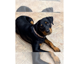 Rottweiler Dogs for adoption in Gilbert, AZ, USA