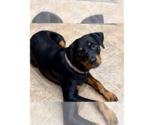 Maggy - Female Rottweiler Dog for Adoption - Small photo