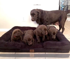 Labrador Retriever Puppy for sale in LEHIGH ACRES, FL, USA