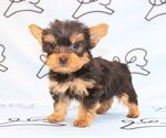 Small Photo #37 Yorkshire Terrier Puppy For Sale in LAS VEGAS, NV, USA