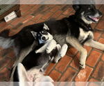 Small #6 Siberian Husky Mix