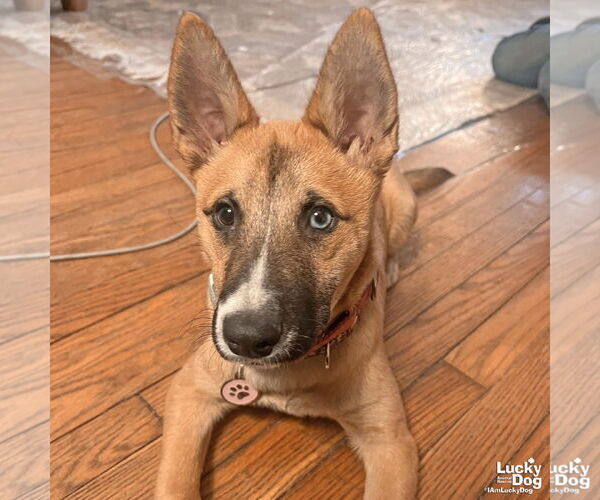 Medium Photo #6 Chihuahua-Unknown Mix Puppy For Sale in Washington, DC, USA