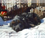Small #2 Cavapoo