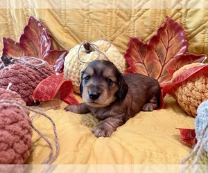 Dachshund Puppy for sale in STOUTLAND, MO, USA