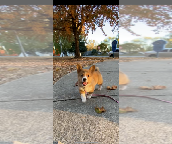 Medium Photo #1 Pembroke Welsh Corgi Puppy For Sale in INDEPENDENCE, MO, USA
