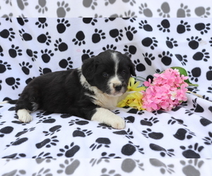 Australian Shepherd-Unknown Mix Puppy for sale in SHILOH, OH, USA