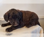 Small Photo #11 Aussiedoodle Puppy For Sale in ATHENS TOWNSHIP, PA, USA