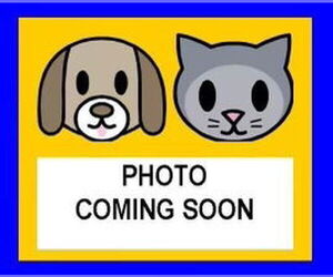 American Staffordshire Terrier-Unknown Mix Dogs for adoption in San Antonio, TX, USA