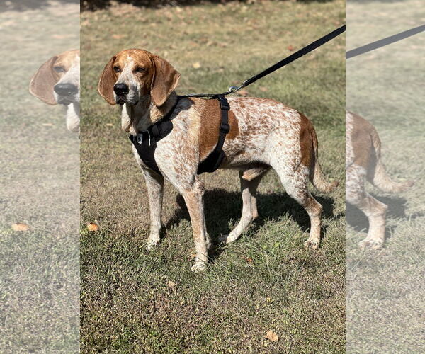 Medium Photo #4 Mutt Puppy For Sale in Tarrytown, GA, USA
