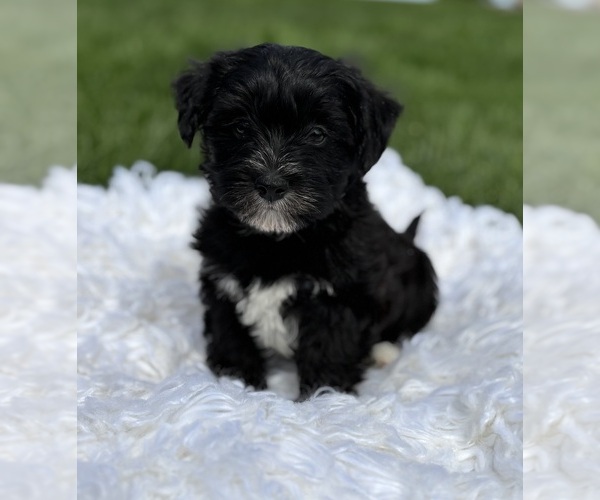 Medium Photo #2 Morkie Puppy For Sale in ROCK STREAM, NY, USA