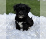 Small Photo #2 Morkie Puppy For Sale in ROCK STREAM, NY, USA