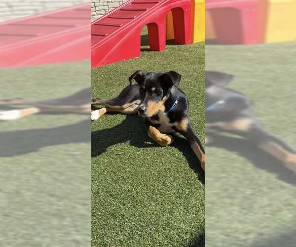 Medium Photo #3 Mutt Puppy For Sale in Dallas, TX, USA