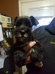 Schnauzer (Miniature) Puppy for sale in WEST OLIVE, MI, USA